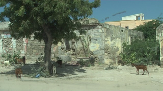 mogadishu_goats.jpg