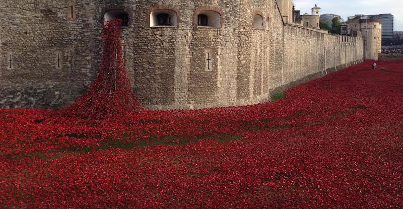 Poppies